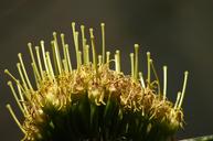 cactus-arboretum-flowers-macro-1675039.jpg