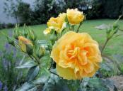 yellow-rose-bloom-50799.jpg