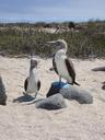 blue-footed-booby-galapagos-wildlife-1219953.jpg