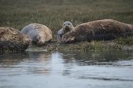 seal-ocean-marine-mammal-aquatic-644796.jpg