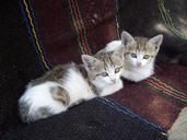 kittens-resting-domestic-car-auto-874773.jpg