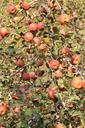 apple-tree-orchard-apple-tree-859299.jpg