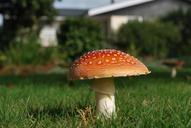 toadstool-fungi-fungus-nature-cap-1105097.jpg