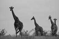 safari-giraffe-africa-wildlife-472221.jpg