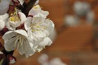 cherry-blossoms-apricot-blossoms-701035.jpg