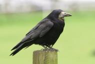 raven-crow-bird-798398.jpg