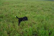 animals-dog-field-363152.jpg