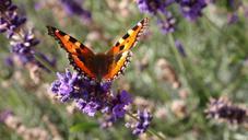 butterfly-lavender-flowers-summer-668946.jpg