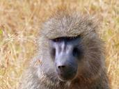 baboon-primate-africa-kenya-830766.jpg