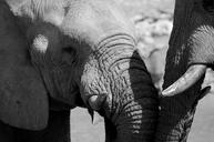 elephant-black-and-white-africa-1645904.jpg