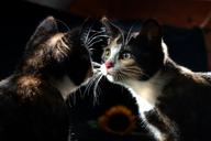 mirror-cat-animal-kitty-reflection-1359469.jpg