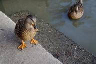 duck-mallard-duck-water-bird-pond-648104.jpg