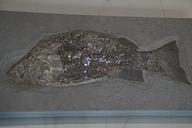 fossil-fossils-fish-petrified-1577100.jpg