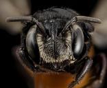 bee_19992,_f,_face,_kenya_2014-08-07-14.58.57_ZS_PMax.jpg