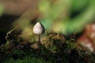 mushroom-moss-nature-forest-autumn-1042438.jpg