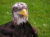 bald-eagle-head-cub-eagle-portrait-563524.jpg