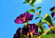 potato-bush-flower-flower-403170.jpg