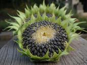 sunflower-autumn-seeds-fruit-210802.jpg