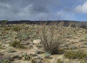 california-landscape-plants-scenic-98081.jpg