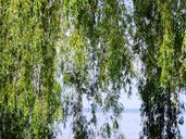 weeping-willow-tree-leaves-water-363645.jpg