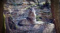 wolf-wild-animal-predator-1227213.jpg