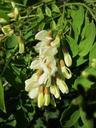 robinia-pseudoacacia-black-locust-846604.jpg