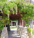 wisteria-vine-path-arbor-walk-way-74588.jpg