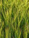 barley-field-barley-cereals-grain-8234.jpg