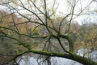 tree-canal-belgium-autumn-642427.jpg