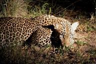 leopard-night-africa-night-safari-1074375.jpg