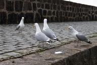 gulls-seagulls-port-water-bird-333384.jpg