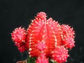 Cactus flower picture.jpg