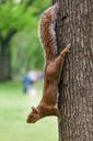 squirrel-tree-animal-nature-trees-631589.jpg