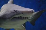 shark-animal-hazard-teeth-fish-674867.jpg