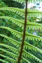 ferns-green-leafy-foliage-leaves-189475.jpg