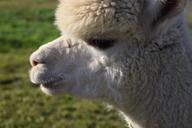 alpaca-head-animal-fluffy-furry-1668517.jpg