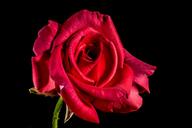 red-rose-rose-rose-bloom-blossom-320865.jpg