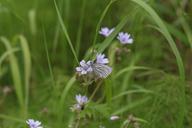 grass-green-nature-bloom-flower-624717.jpg