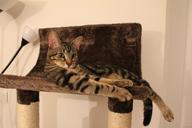 cat-tabby-cat-kitten-cat-tree-1160719.jpg