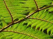 tree-fern-fern-dicksonia-antarctica-54032.jpg