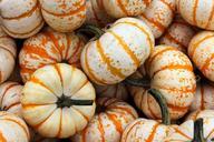 white-orange-pumpkin-gourd-patch-82836.jpg