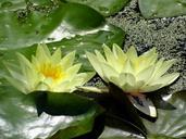 water-lilies-bloom-aquatic-plant-1035404.jpg