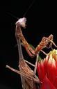 praying-mantis-close-up-macro-164378.jpg