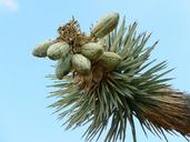 joshua-tree-josuabaum-yucca-3993.jpg