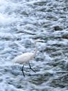 snowy-egret-egret-bird-wildlife-355694.jpg