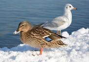 mallard-gull-duck-birds-winter-614930.jpg