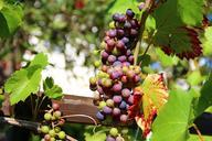 grapes-wine-fruit-winegrowing-276068.jpg