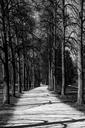 sidewalk-sw-picture-away-trees-1688629.jpg