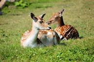 deer-wildlife-wild-park-animal-316466.jpg