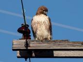 red-tailed-hawk-perched-bird-raptor-591592.jpg